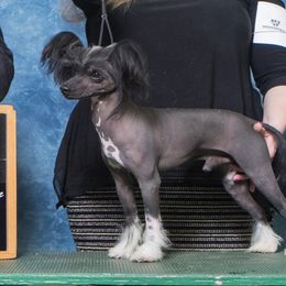 Stew - Chinese Crested