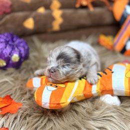 Autumn - Chocolate merle female Pomeranian puppy in Stockton, California from Pommiepalace