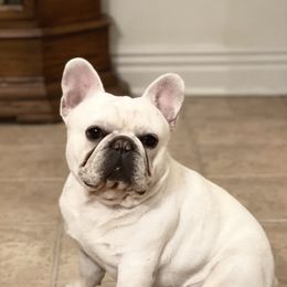 French Bulldog and Labrador Retriever Puppies from Desiree Ortiz's French Bull Dogs and Labrador Retrievers