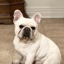 French Bulldog and Labrador Retriever Puppies from Desiree Ortiz's French Bull Dogs and Labrador Retrievers