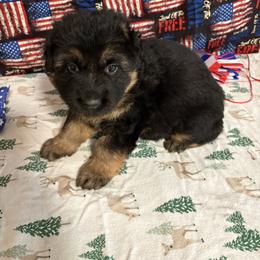 Green collar girl - Black and red female German Shepherd puppy in Dallas, Georgia from Cottonwood Kennel