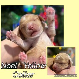 Noel - Yellow Collar - Cream female Goldendoodle puppy in Howard City, Michigan from Doodles and Chaos