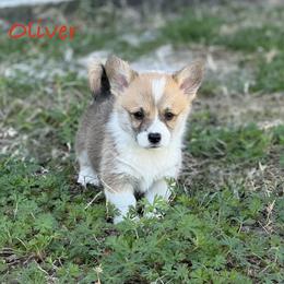 Oliver - Red male Pembroke Welsh Corgi puppy in Yulee, Florida from Pembroke Welsh Corgis at Belle Haven
