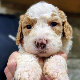 Frenchie - Parti female Goldendoodle puppy in Pollock Pines, California from Ten Acre Wood Doodles