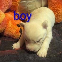 Boy 1 - White male Siberian Husky puppy in Porter Corners, New York from Twisted Gemstone Exotics