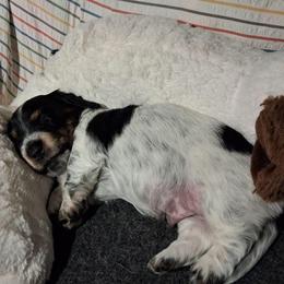 Buttercup - Piebald male Dachshund puppy in Pekin, Illinois from Paula's Dachsunds