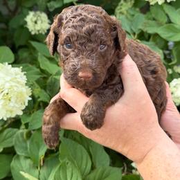Abigail Adams - Brown female Poodle puppy in Fairfield, North Carolina from Leaning T Ranch