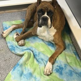 Boxer Puppies from JoyStarr Boxers