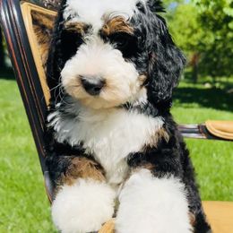 Bernedoodle and Pyredoodle Puppies from FDF Pyredoodles & Bernedoodles