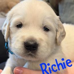 Richie 3800 - Light golden male Golden Retriever puppy in Peoria, Arizona from Westwing Retrievers