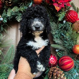 Aurora (yellow collar) - Goldendoodle puppy from M & L Doodles, LLC