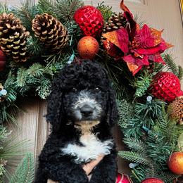 Aurora (yellow collar) - Goldendoodle puppy from M & L Doodles, LLC