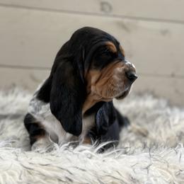 Emily - Black brown and white female Basset Hound puppy in Beulah, Michigan from Northwood Euro Danes and Bassets