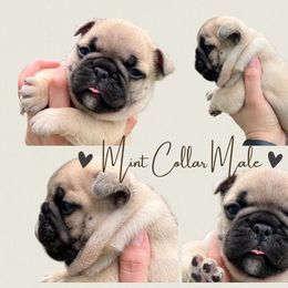 French Bulldog Puppies from Royal Connection French Bulldogs