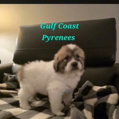 Diamond - White and badger female Great Pyrenees puppy in Bay Saint Louis, Mississippi from Gulf Coast Pyrenees