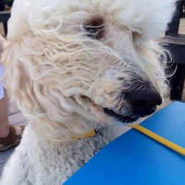 Goldendoodle and Poodle All Grown Up from Sugar Babies Goldendoodles and Bearded Retrievers