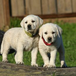 Labrador Retrievers from Sundowners-Dreamriver