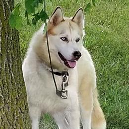 Bliss - Siberian Husky