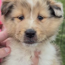 Bella - Sable merle and white female Shetland Sheepdog puppy in Luray, Missouri from Krayola Shelties