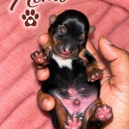 Nemo - Black and tan male Yorkshire Terrier puppy in Gastonia, North Carolina from Banks Dynasty Kennel