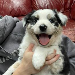 Australian Shepherd Puppies from Corbridge Aussies