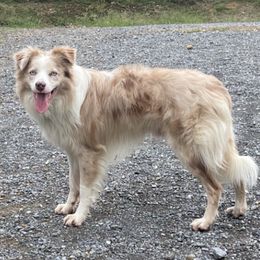 Border Collies and Miniature American Shepherds from Sagehill Agility
