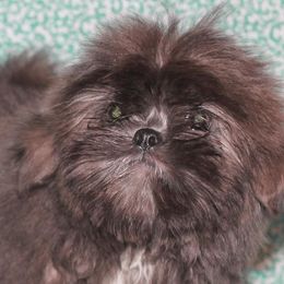 Shih Tzu Puppies from Gypsy Breeze Kennels