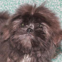 Shih Tzu Puppies from Gypsy Breeze Kennels