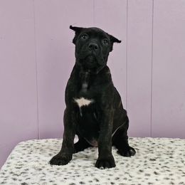 Cane Corso Puppies from RRR Corsos