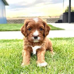 Tex - Apricot male Cavapoo puppy in Pasco, Washington from Columbia Basin Puppies