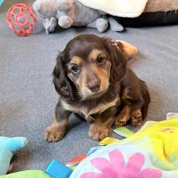 Pipsqueak-AKC Limited Reg - Chocolate and tan female Dachshund puppy in Caulfield, Missouri from Hocomo Hollow Doxies
