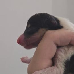 Andromeda - Black white and tan female Collie puppy in Melba, Idaho from Owyhee Valley Collies & Lazy Lotus Standard Poodles