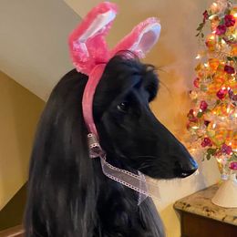 Afghan Hounds from Pamela Winkelmeier
