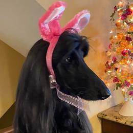 Afghan Hounds from Pamela Winkelmeier