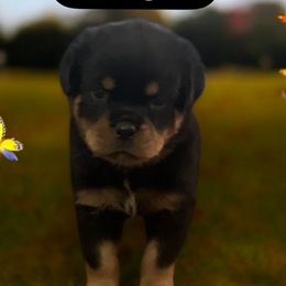 Rottweiler Puppies from Rottweiler Land
