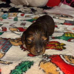 White collar - Black and tan male Dachshund puppy in San Antonio, Texas from Bear Bear's House of Doxies