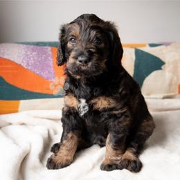 Hermione Granger - Sable female Schnoodle puppy in Memphis, Tennessee from Bentley's Beloved Paws