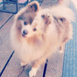 Lily - Pomeranian