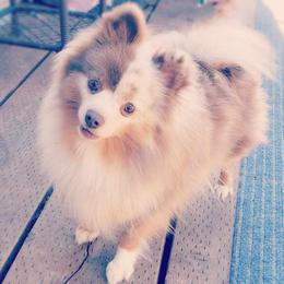 Lily - Pomeranian