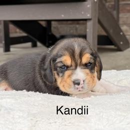 Kandii - Black tan and white female Beagle puppy in Mansfield, Missouri from Rippee Creek Kennel