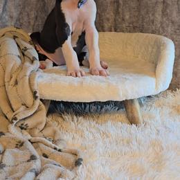Sally - Mantle female Great Dane puppy in Caldwell, Idaho from Miner's Dynamic Danes