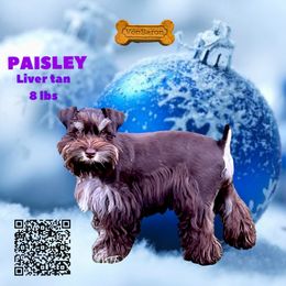 Paisley - Miniature Schnauzer