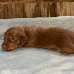 Tootsie - Chocolate and tan female Dachshund puppy in Gainesville, Texas from Diamond B Doxies