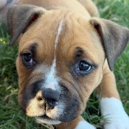 Pie - Red female American Bully puppy in Princeton, Texas from District 12 Kennels