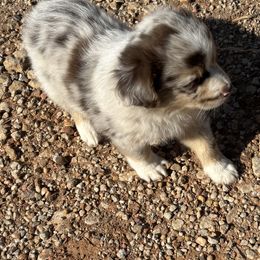 Miniature Australian Shepherd Puppies from Mini Aussies In Texas