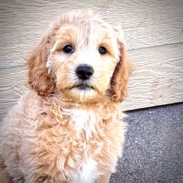 Prince Squire - Apricot male Goldendoodle puppy in Bountiful, Utah from PJs Puppy Love