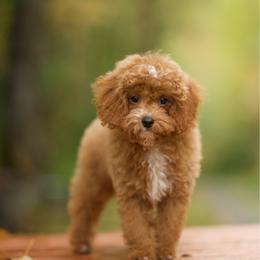 Baja Blast - Red male Cavapoo puppy in Deming, Washington from Heavenly Puppies to Love