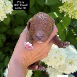 POPPY - Apricot male Goldendoodle puppy in Independence, Oregon from ANKENY DOODLES