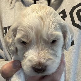 Goldendoodle Puppies from Double J’s Doodles