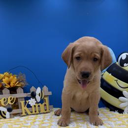 Purple - Yellow female Labrador Retriever puppy in Heath Springs, South Carolina from Rich Hill Retrievers